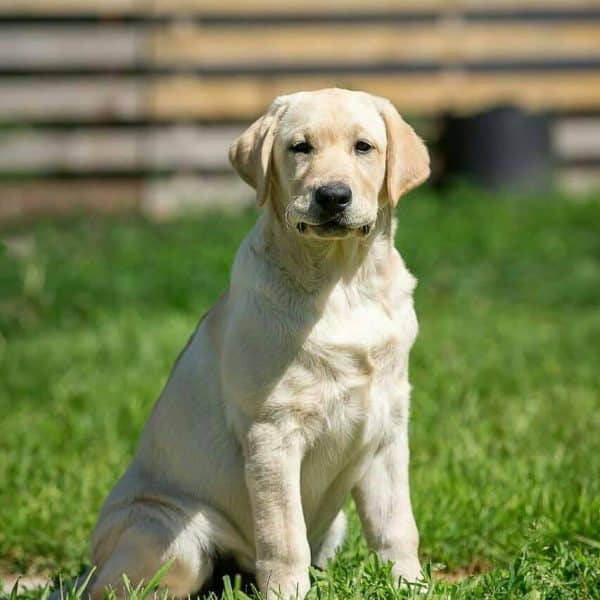 labrador-puppies-for-sale-near-me